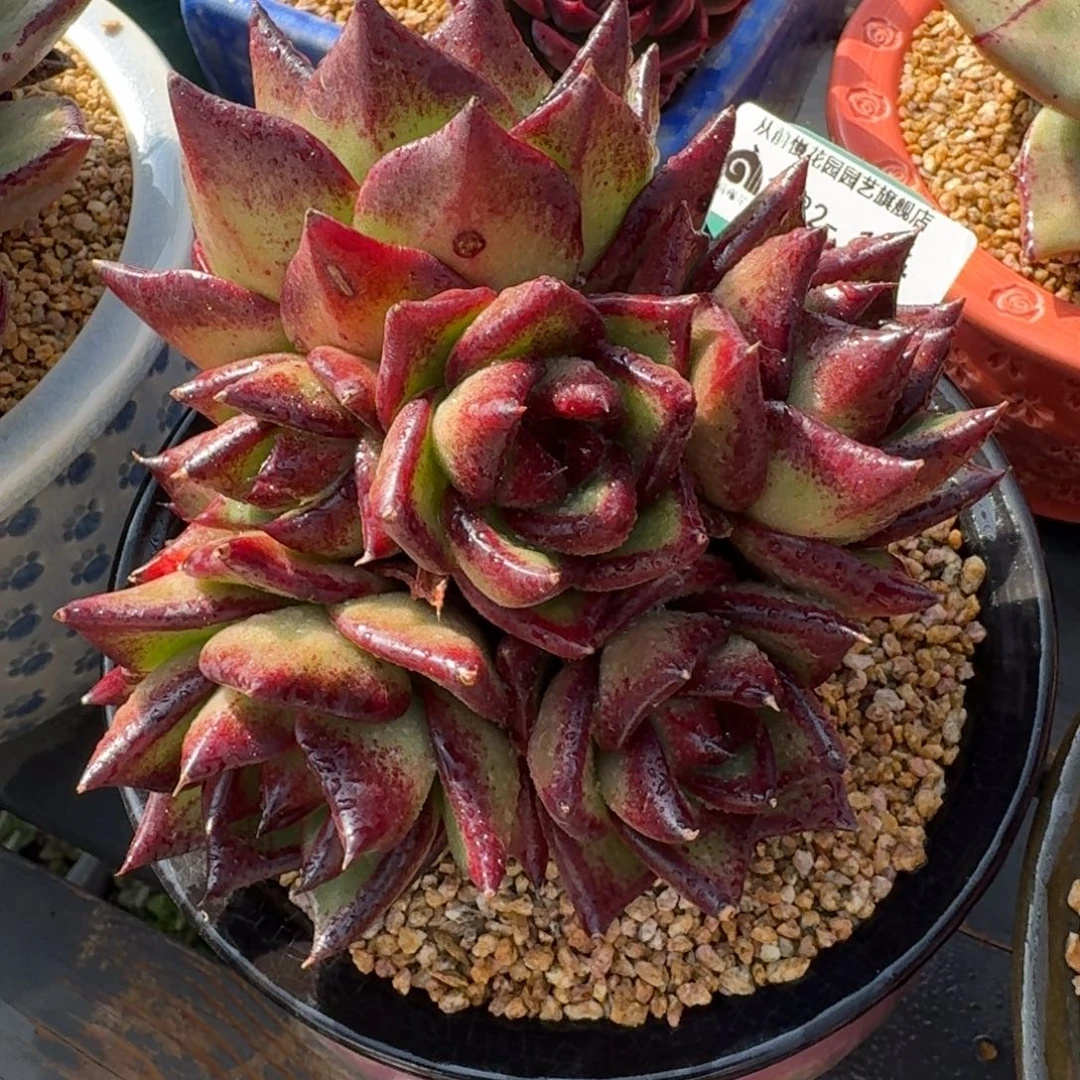 从前慢多肉精选编号1222.154