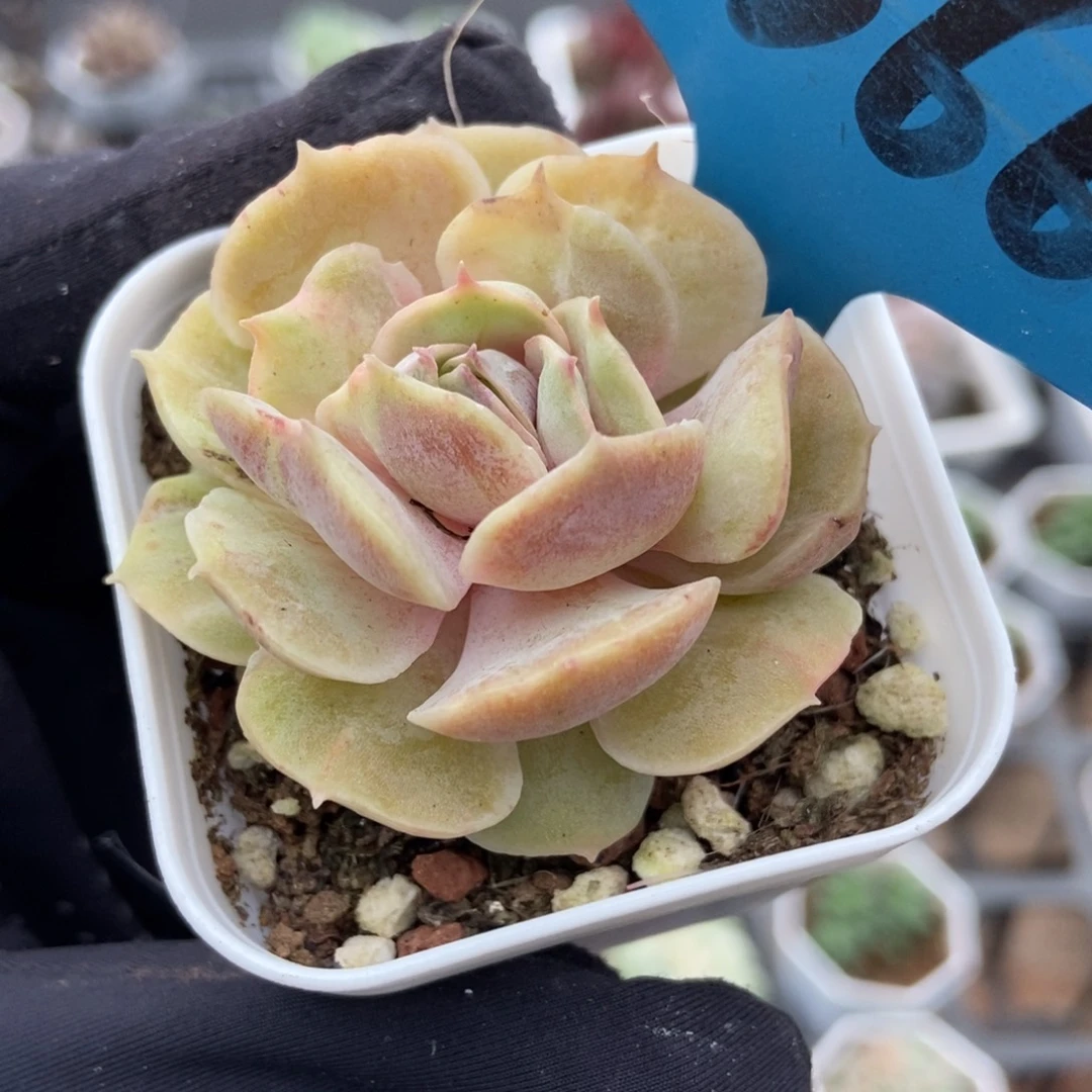 7366盎司诺石化多肉植物