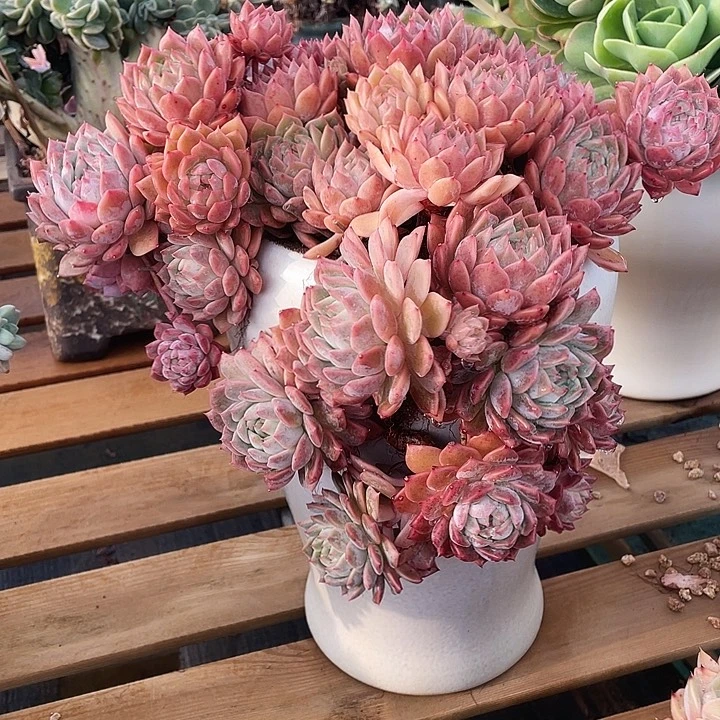 霜花带盆物流到付