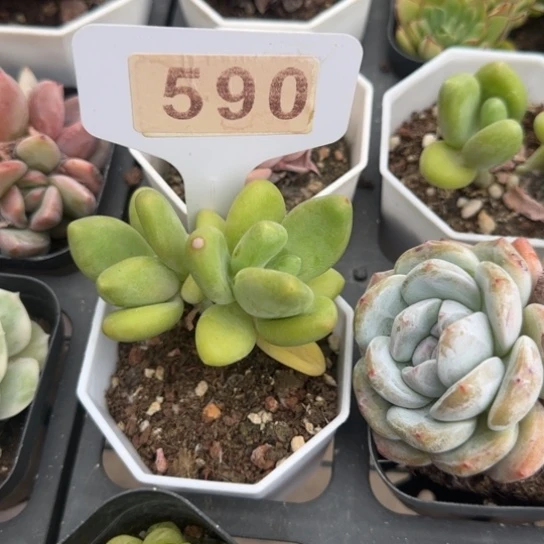 590芒果奶一物一拍多肉