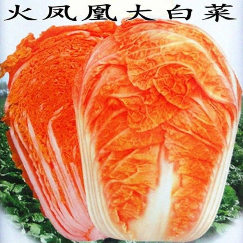 红心大白菜种子秋季种植蔬菜种籽简单1秋季种植简单好吃红心lz