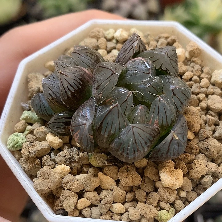龙爪玉露锦带盆土发货