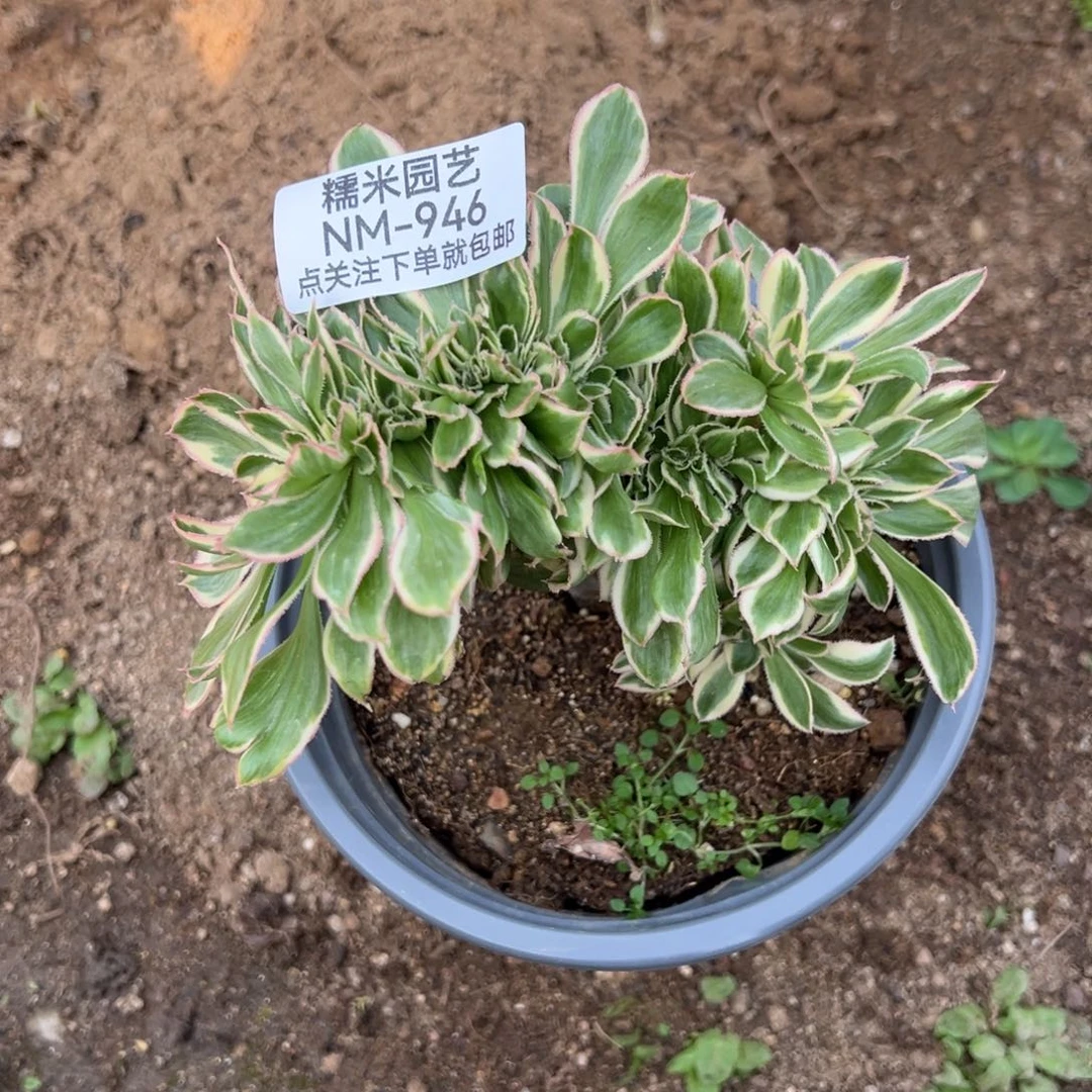 燕子锦缀多肉植物946