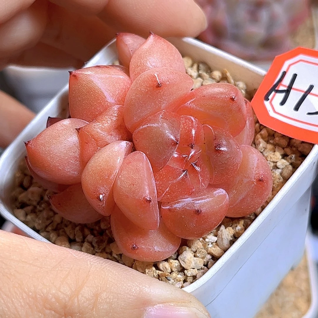 H130  新品珍妮满18包邮