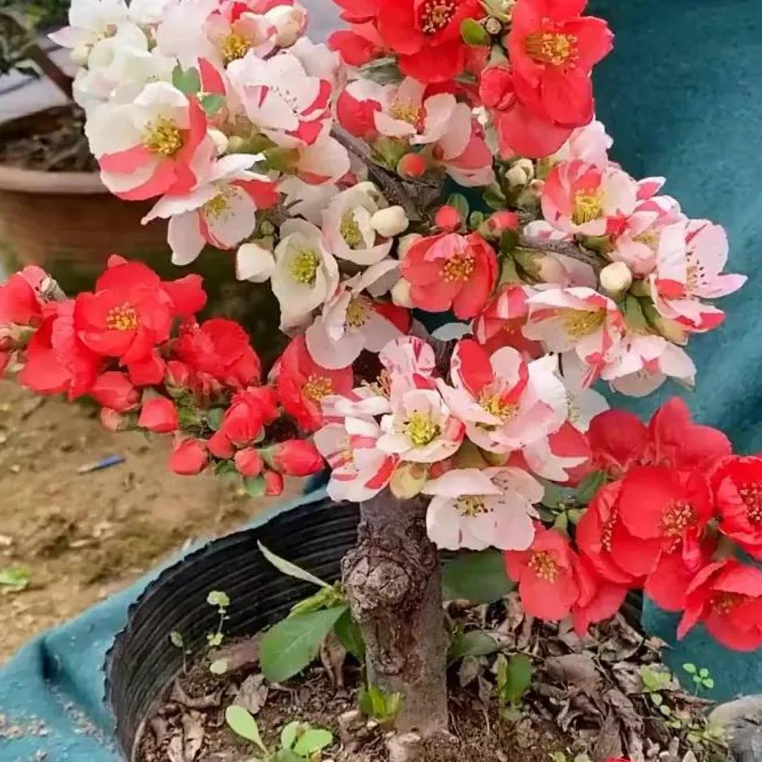 【复色海棠】东洋锦多色带花苞高端稀有品种