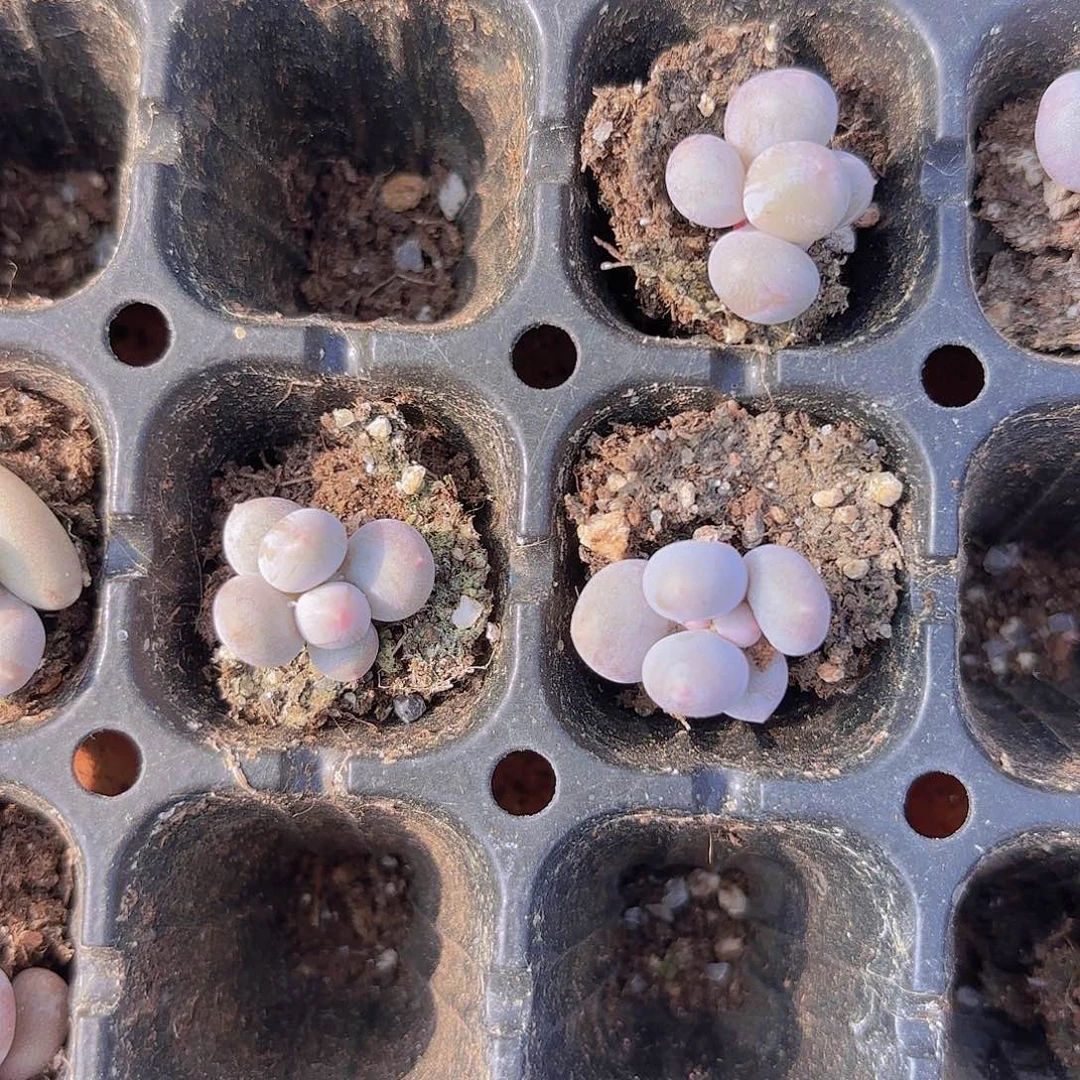 Mike奶单头一颗量拍