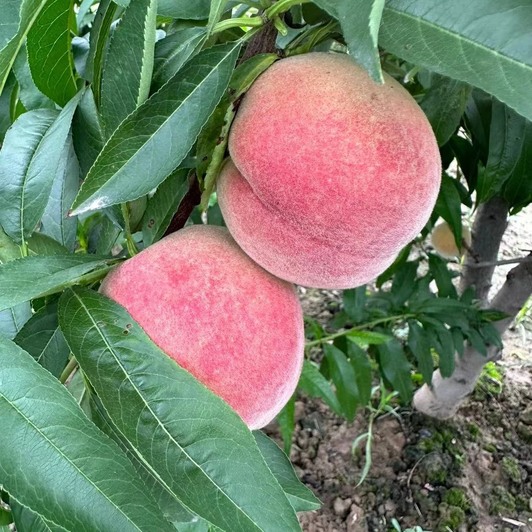 水蜜桃苹果桃当季脆甜鲜果香甜多汁现摘现发皮薄肉厚包邮坏了包退