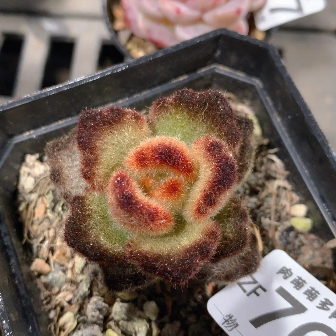 5CM拇指盆精控多肉ZF768