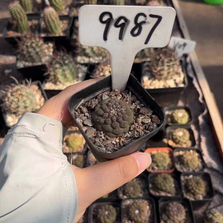 伯***✘9987蜥蜴皮自根好养