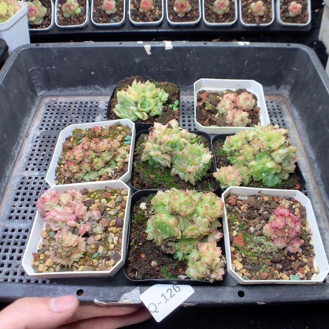 无花朵Q126yyyyyyyy