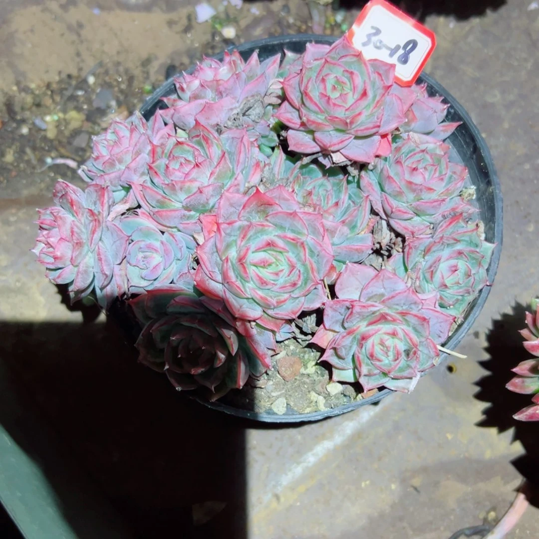 悦***悦精品多肉植物老桩