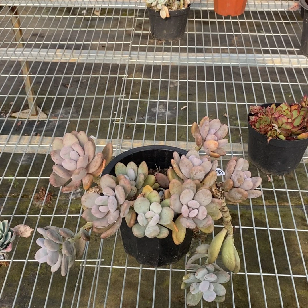 19790橙雪球一物一拍