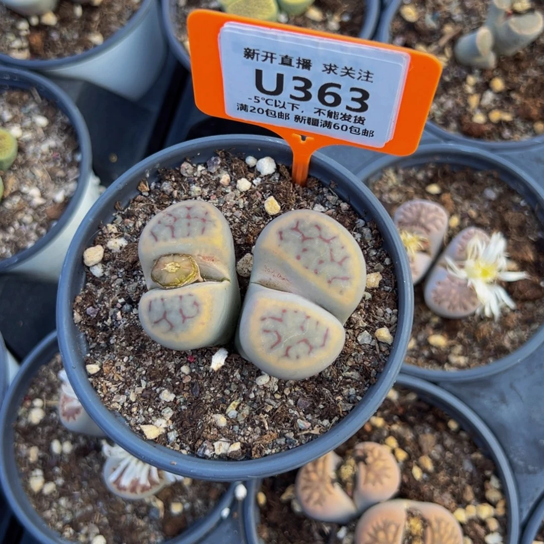 363 一物一拍，默认有伤，介意勿拍，不退不换