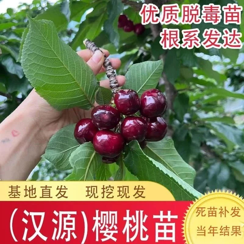 车厘子苗北南方种植嫁接大樱桃树苗盆栽地栽当年结果