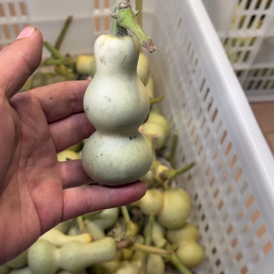 一***户葫萝卜切丝放进盘里翻