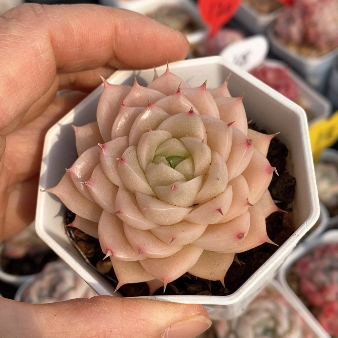 糟品多肉一物一拍不包整85