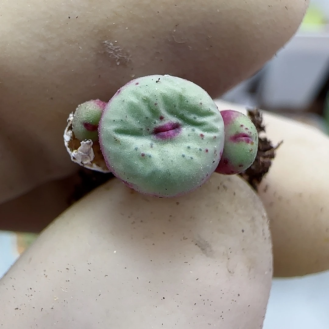 840园艺优选红嘴1380