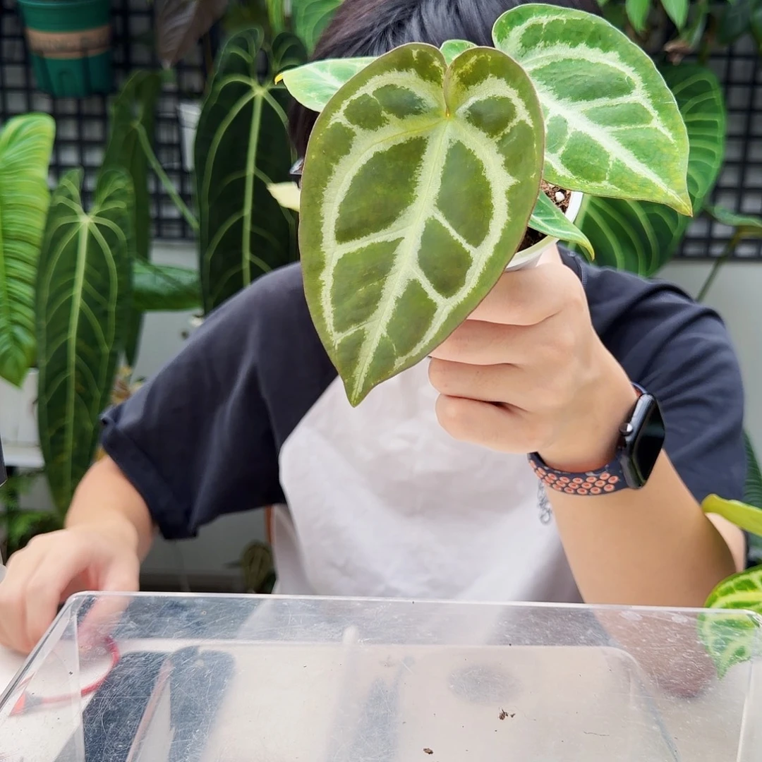 不开花植物T64华丽银杂绿丝绒