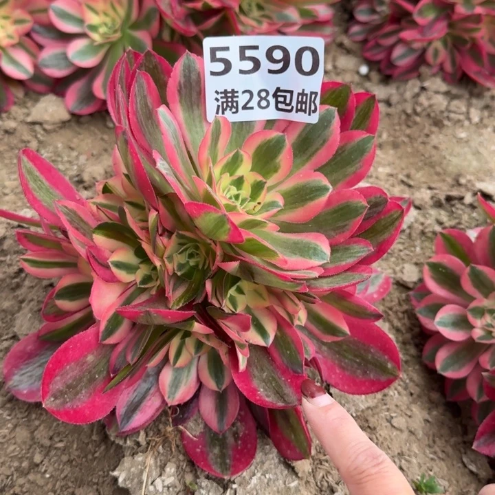 5590二号棚女巫多肉E