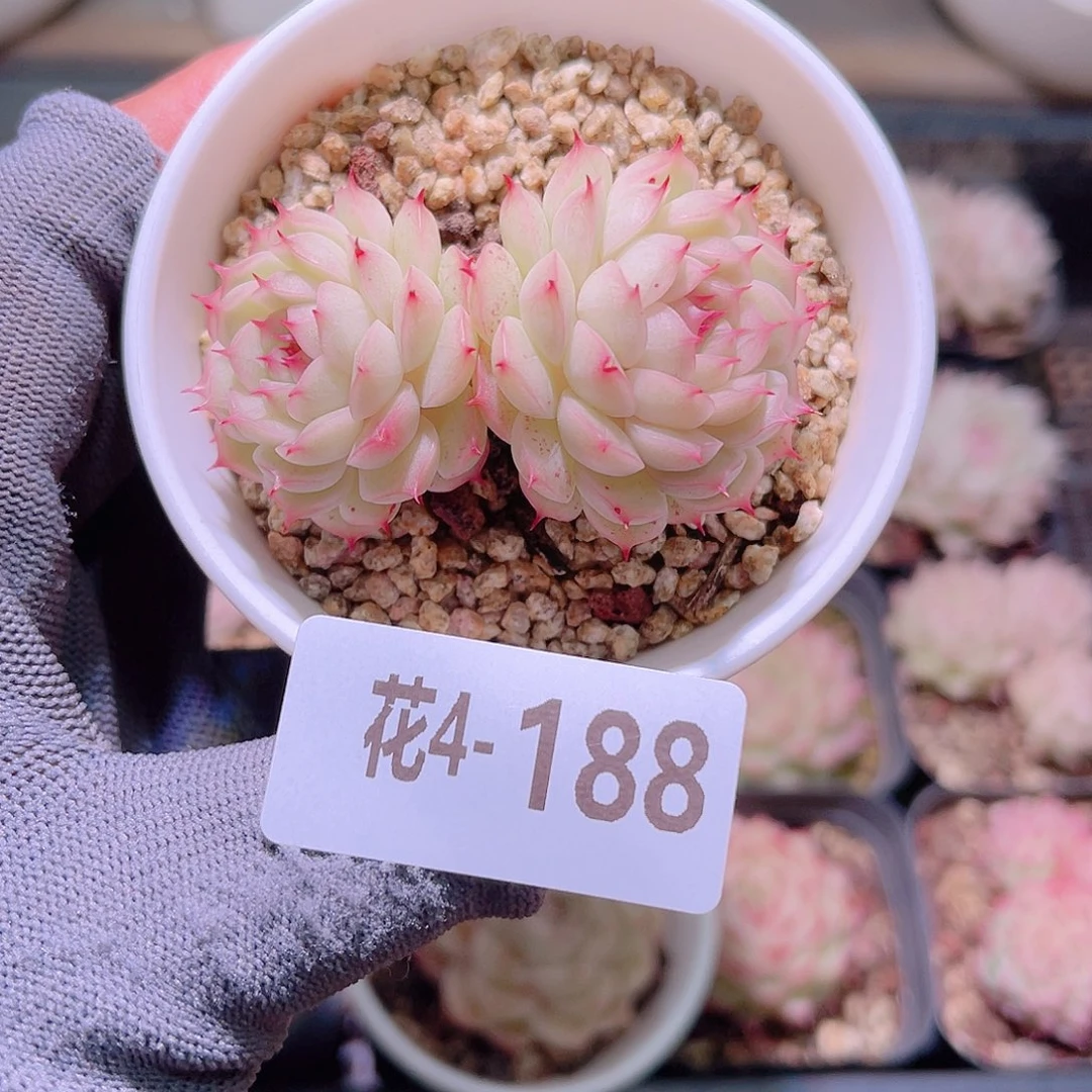 花04-188海王双头