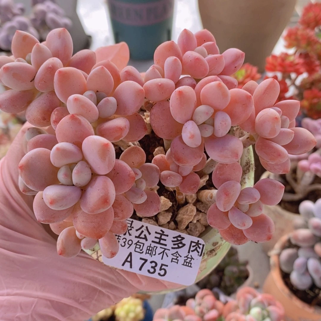 樱花洛神10cm735多肉植物