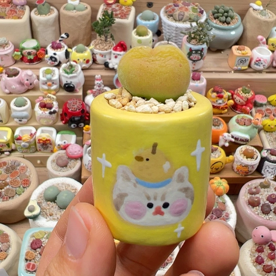 多肉植物91号毛翠滴