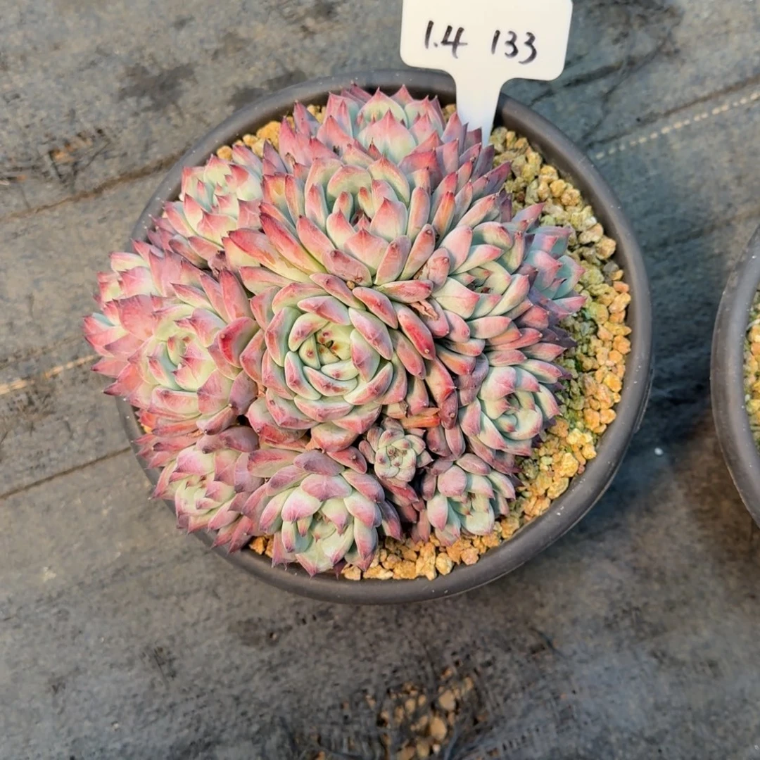 G****一物一拍卡罗拉133