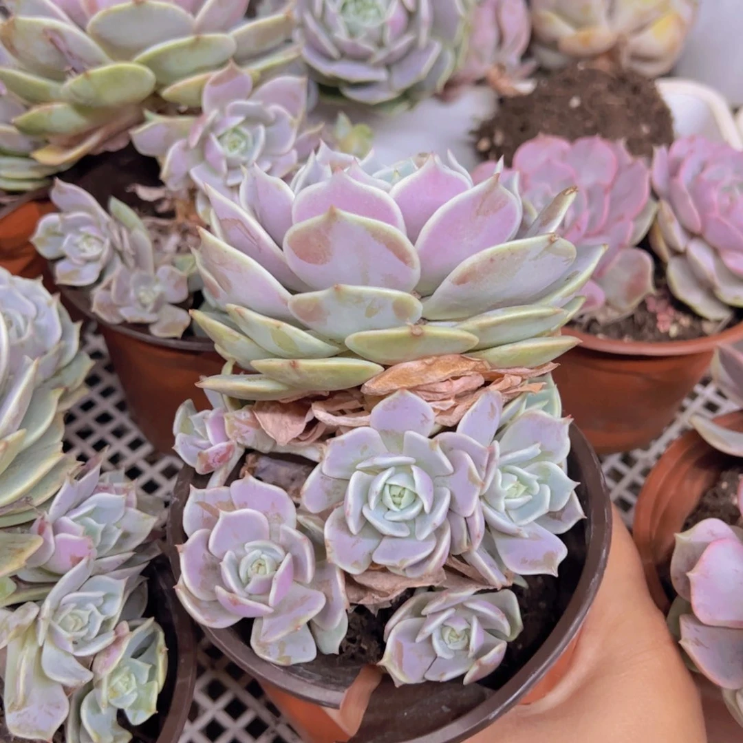 露娜莲大单头带仔，120杯