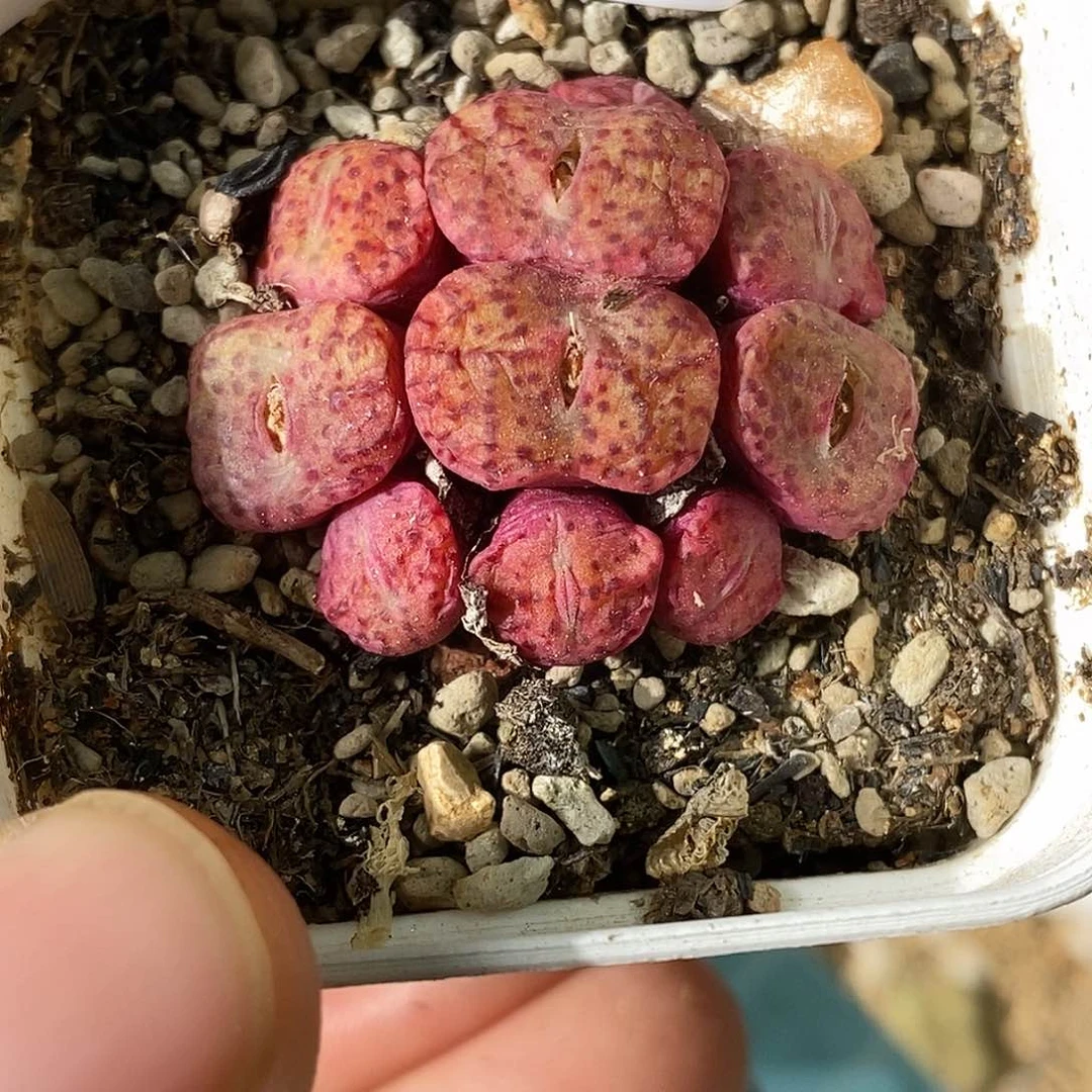 桃喜花园0605-136杂交