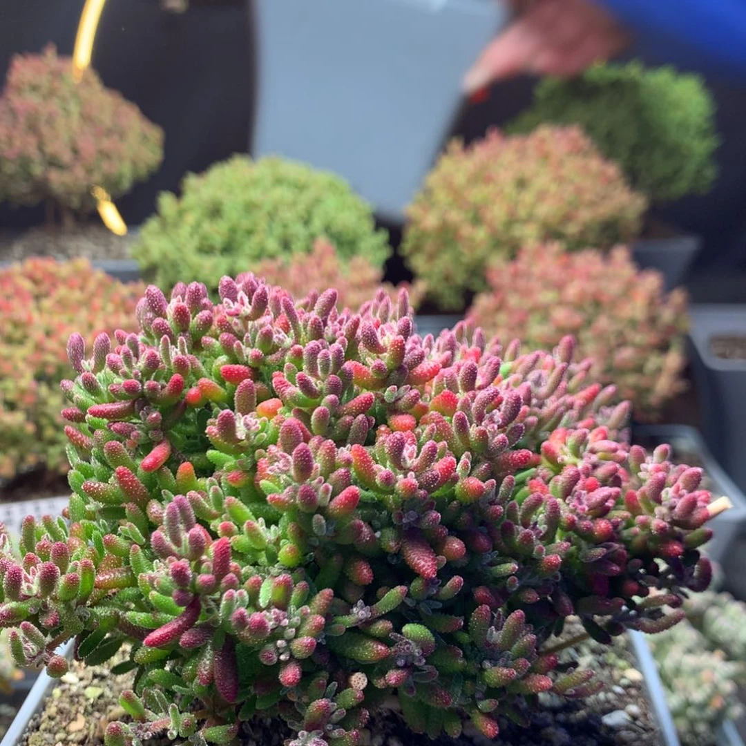 c684红麒麟枝干番杏