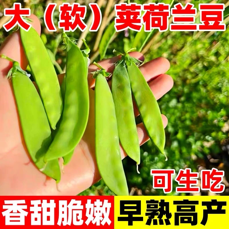 软荚荷兰豆种子正品矮生耐寒高产红花白花老品种豌豆春秋蔬菜种子