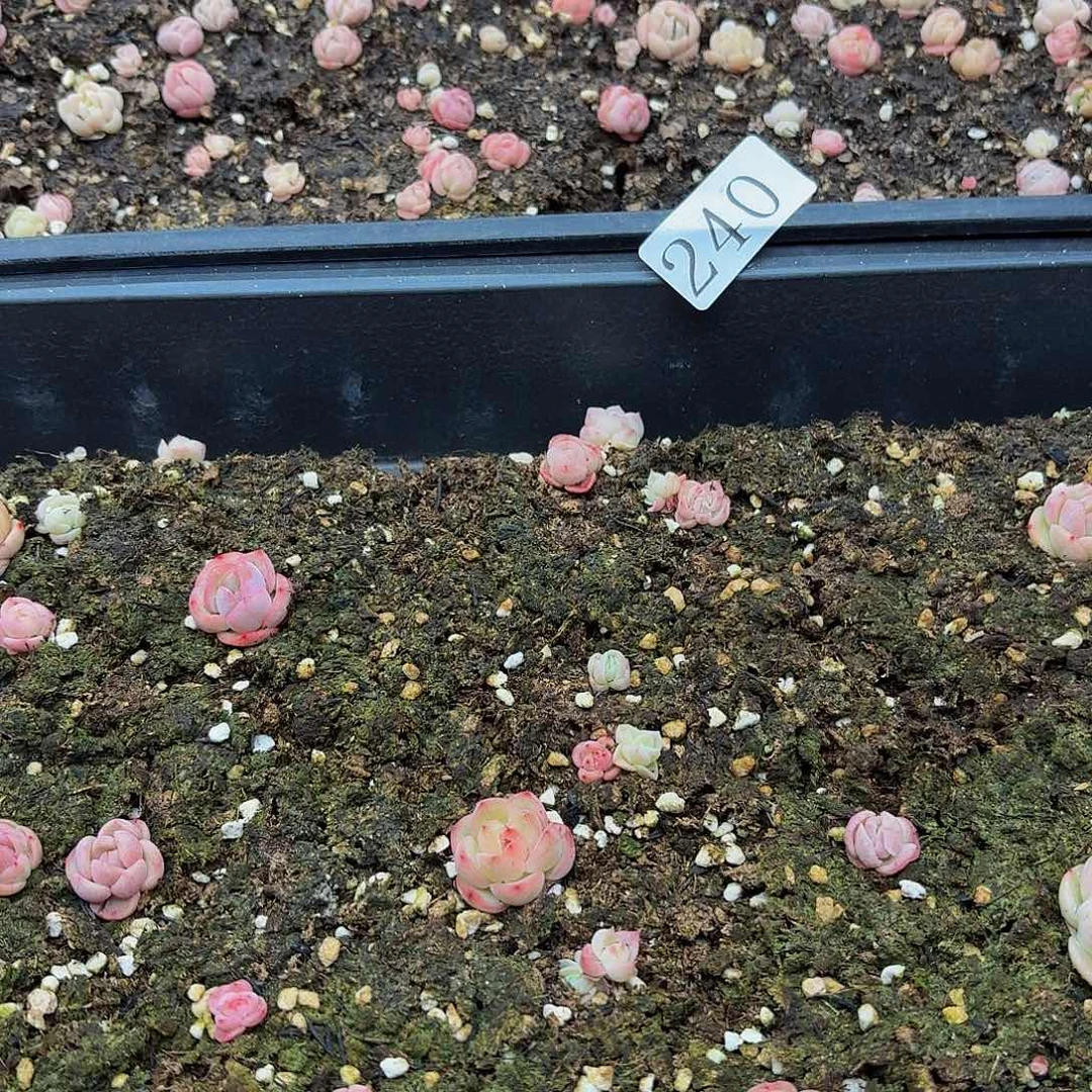 多肉植物多肉植物240