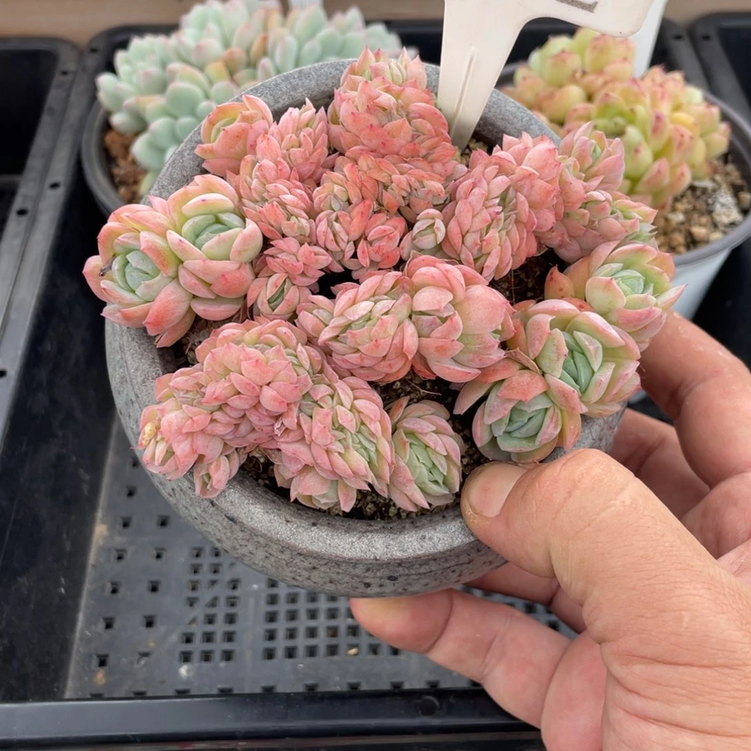 312贝瑞缀不带盆11厘米