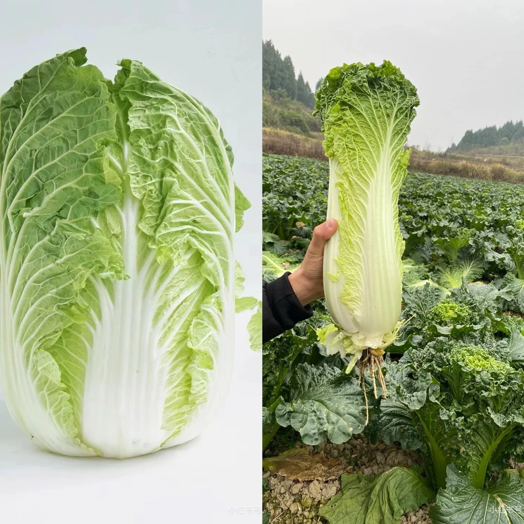 【胡支书推荐】农家自种白菜
