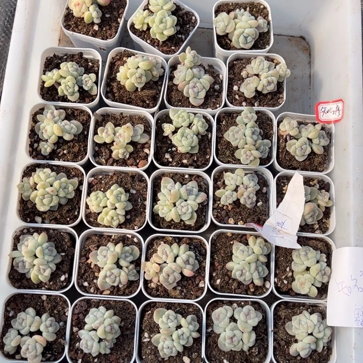 知名度一物一拍专拍的