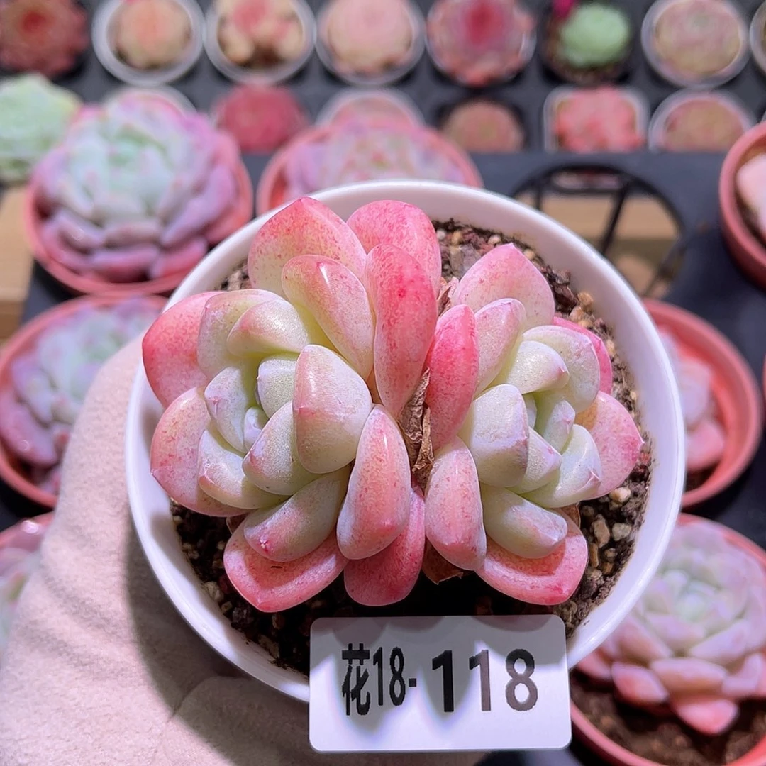 花利美18-118冰玉双头