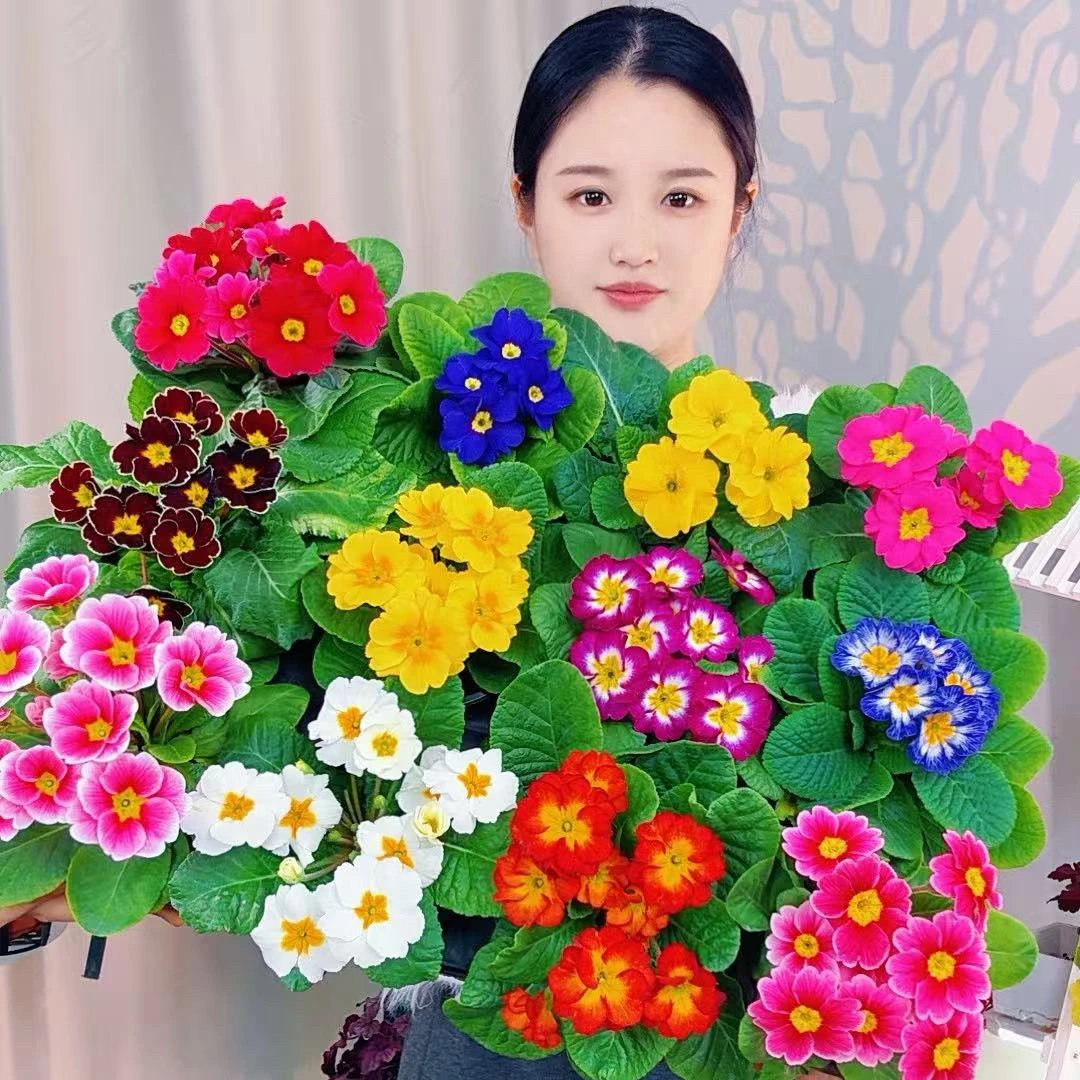 （晴天专属）报春花盆栽欧洲花卉带香味冬季耐寒四季开花带花苞发货