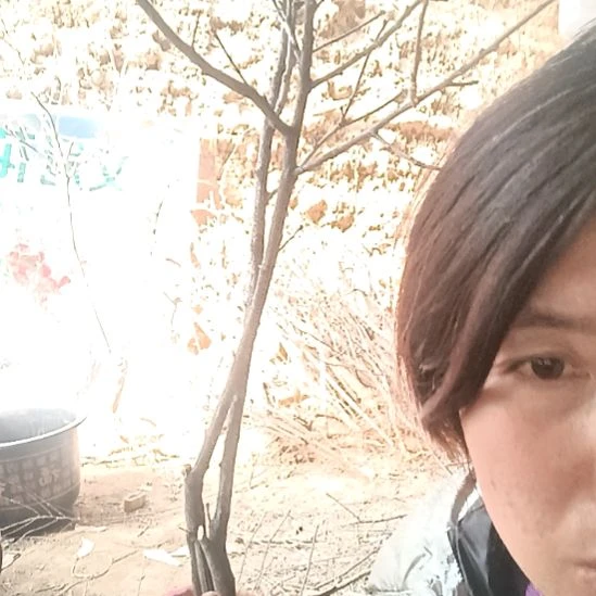 完全开放文冠树两颗