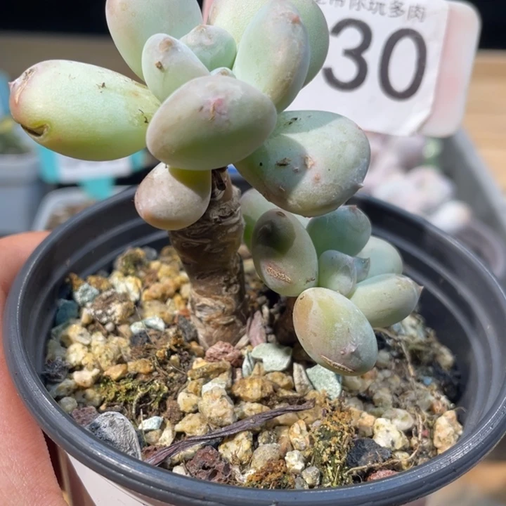 萤火虫530号的多肉微瑕