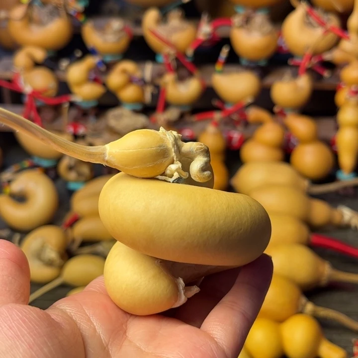 巨***╯寄生体葫芦天天开心