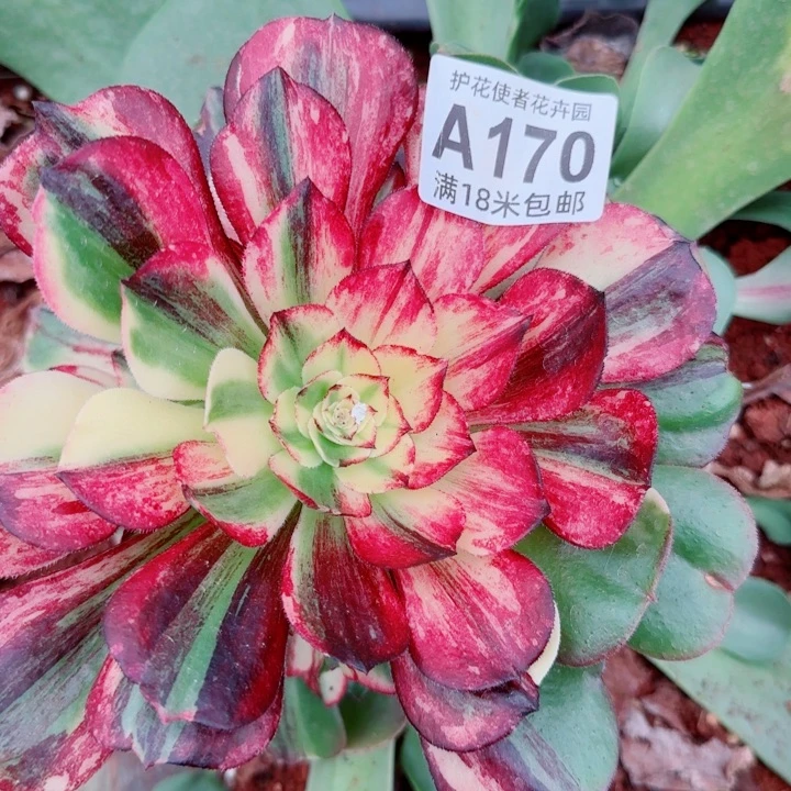 多肉法师伯爵朵朵