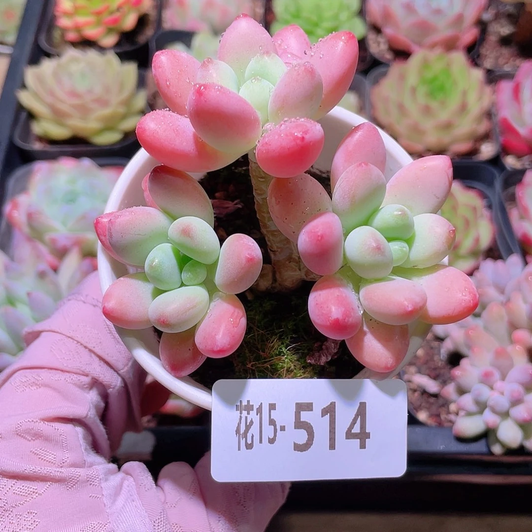 花利美15-514洛神