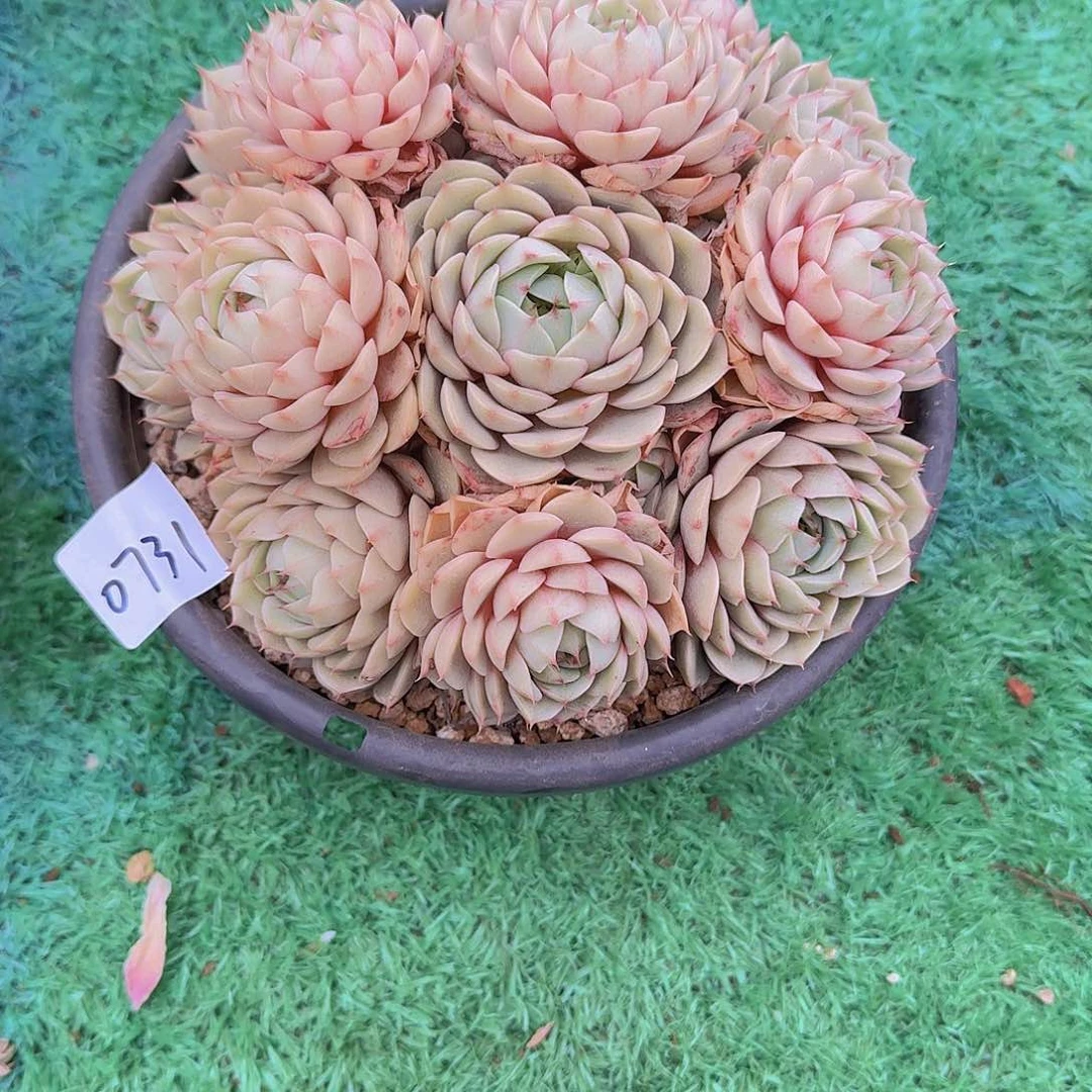 简*0731本巴多肉植物