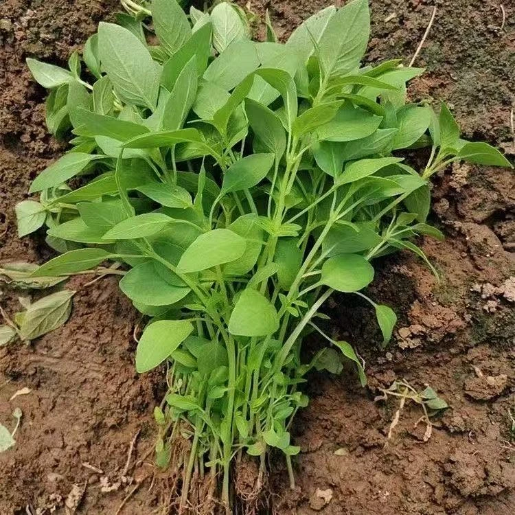 河南新鲜荆芥菜现摘现发可凉拌调味露天种植叶厚味浓