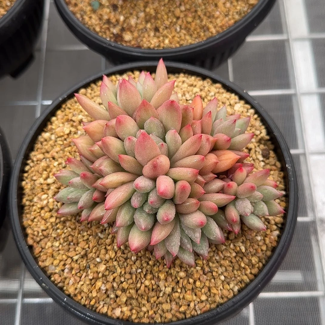 从前慢甄选多肉编号岩字