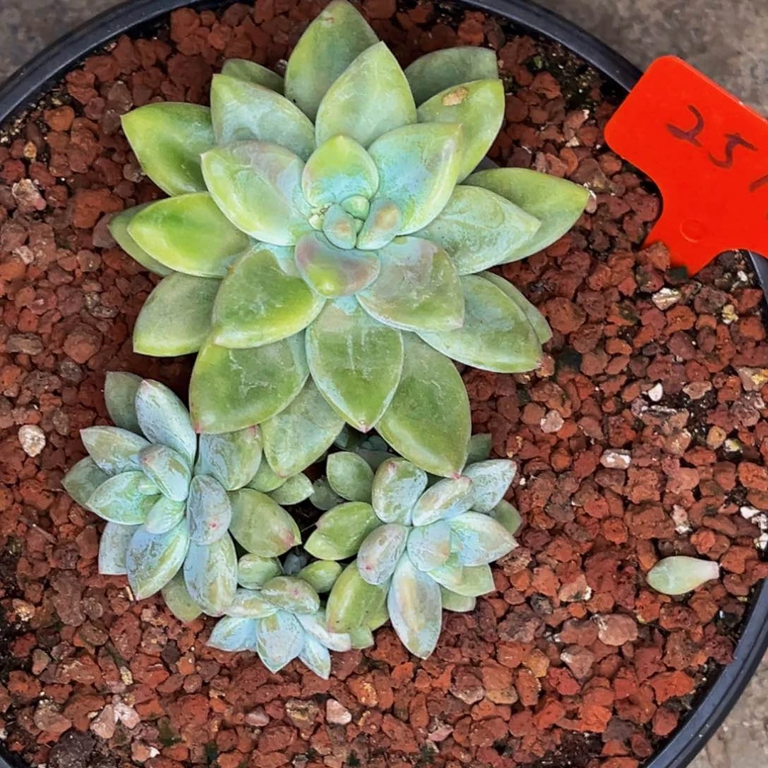 2511号晚上多肉植物群生多肉