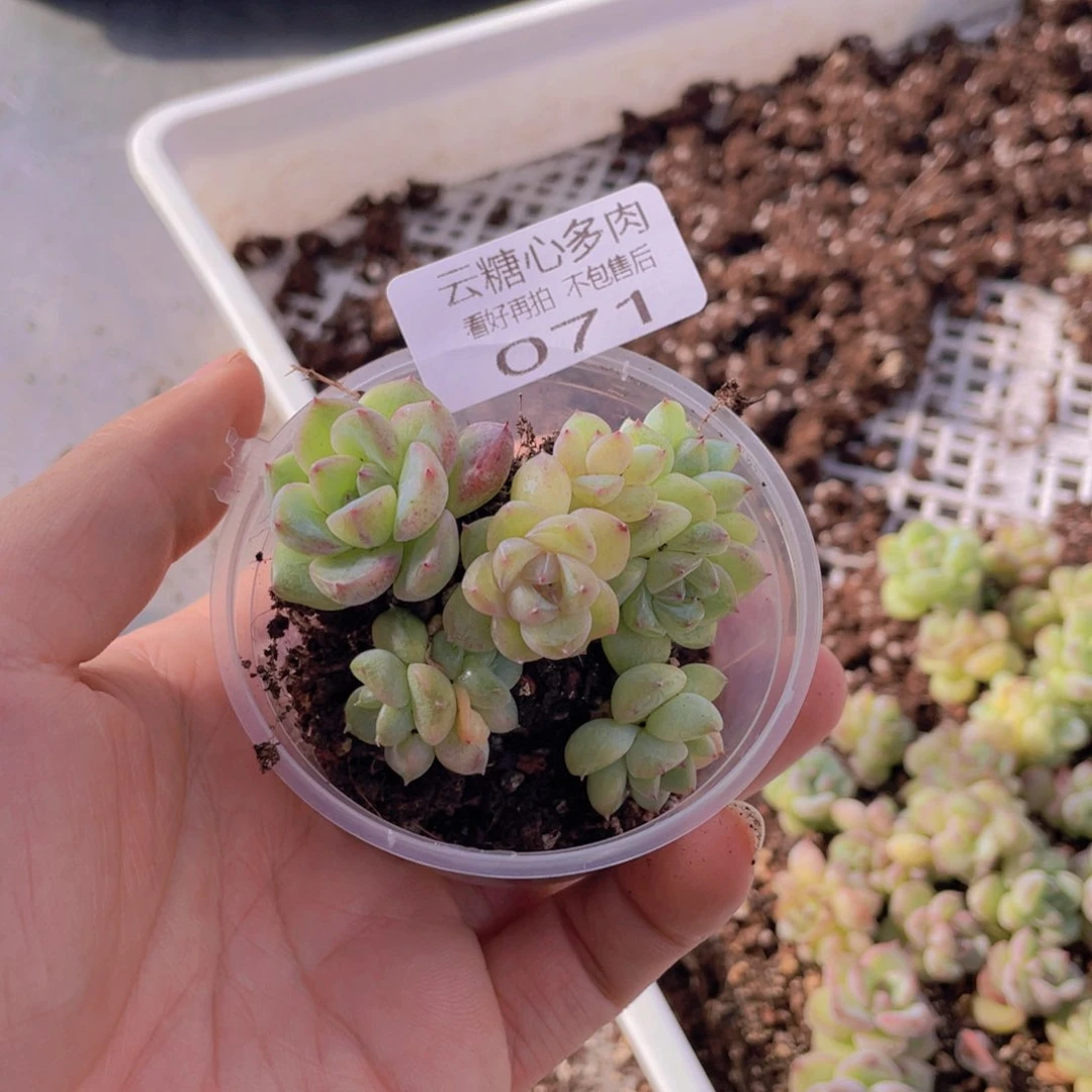 云糖心多肉植物71