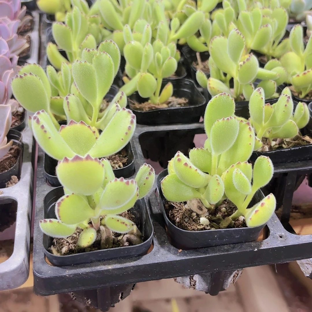 精品熊童子多肉植物