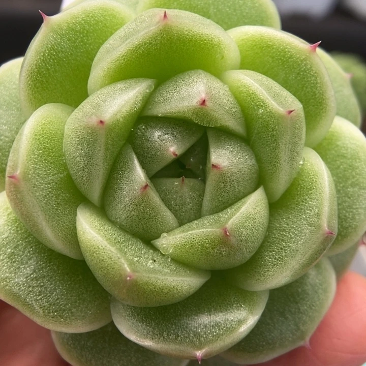 一物一拍一物一拍1118-449