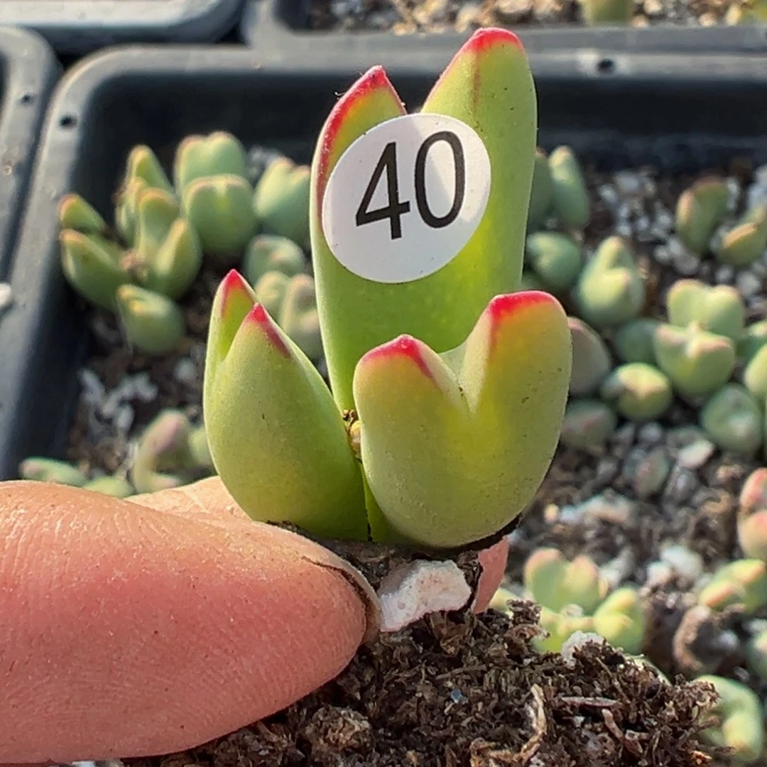 多肉植物11111111111111111